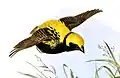 E. a. ladoensis breeding male (Reichenow, 1885) of the eastern tropics. The race is usually subsumed in E. a. taha, Smith, 1836