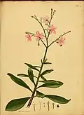 Botanical drawing