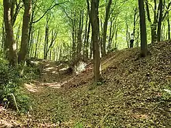 The ditch and bank at Roddenbury Hillfort.