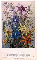 Several Thelymitra species :2, 3, 6, 7, 8, 9