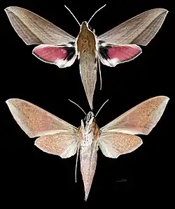 Theretra alecto