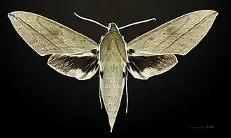Female dorsal view