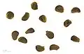T. populnea seeds