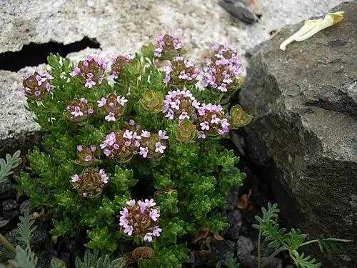 Flowering specimen