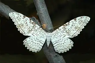 With wings stretched out