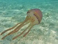 Thysanostoma loriferum, a Thysanostomatidae