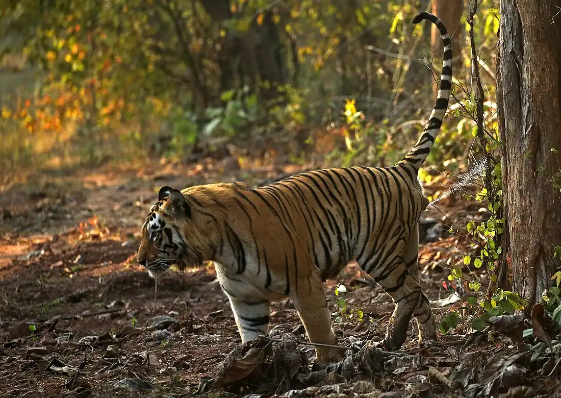 A tiger's penis is aimed backward during urination. Tigers scent-mark their territories with pheromones in urine.[9]