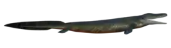 Tiktaalik roseae