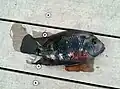 Tilapia caught at Pandan Reservoir