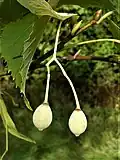 T. chingiana seeds