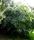 Tree accessed as T. mexicana at Ventnor Botanic Garden, Isle of Wight