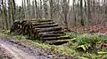 Chiddingfold Forest