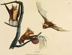 Drawings of bats