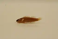 Tippecanor darter
