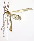 Tipula pruinosa specimen.North Wales.