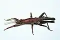 Male from lateral