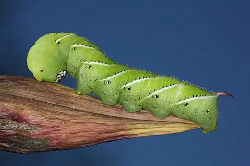 Image 8A tobacco hornworm (Manduca sexta) in Urbana. Image credit: Daniel Schwen (from Portal:Illinois/Selected picture)