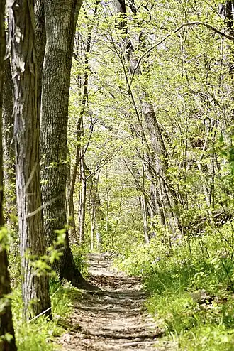 Trail