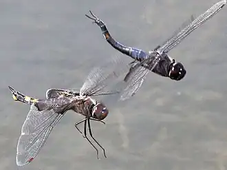 Pair separation
