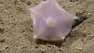Hymenaster sp.