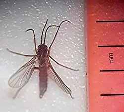 Sciaridae spp.