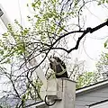 An Arborist Tree Trimming In Denver, Colorado
