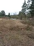 Tree clearance Wigpool Common
