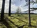 Trees and mounds in May 2023.
