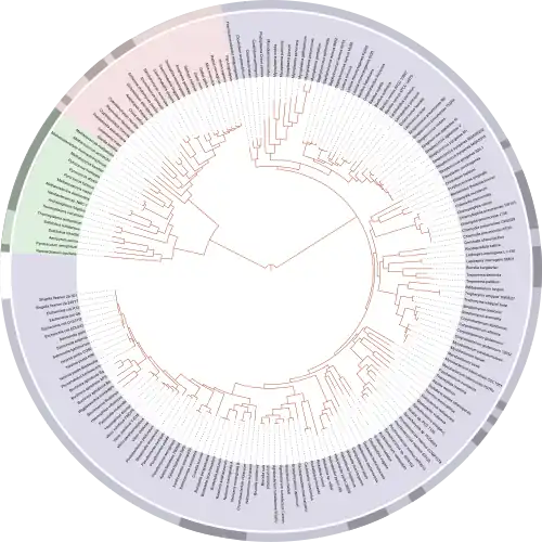 ITOL tree of life