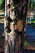 Shrapnel scarred tree