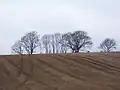 Westmark Farm