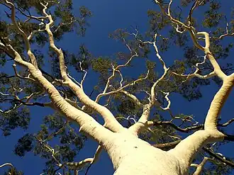 Ghost gum
