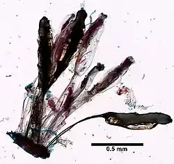Species specimen