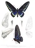 Males from Icones Ornithopterorum volume 2