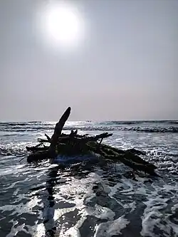 Tronco de árbol en Playa Chachalacas