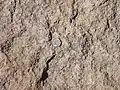 Close up of "E" bed of the Tsherige Member. U.S. quarter dollar (2.4&nbsp;cm) for scale.