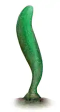 Tuanshanzia fasciaria