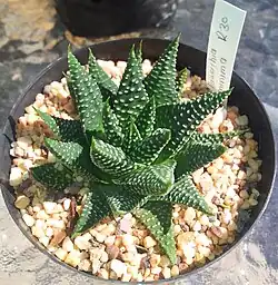 In cultivation
