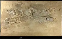 Tupus permianus