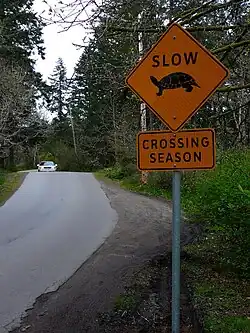 An orange, diamond-shaped sign on the right side of a winding road way that says "Slow: crossing season" with a picture of a turtle.