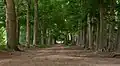 Wood: Amerongse bos
