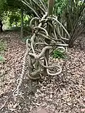 Twisted Raulston Arboretum