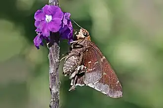 A. f. azul, Costa Rica