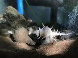 Snails on excavated sandy substrate with decorative rocks in a small aquarium