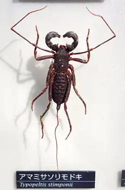 T. stimpsoni