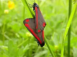 Mating