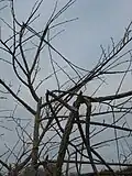 Storm damage, UK