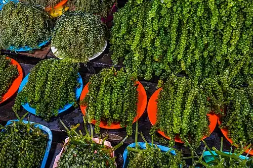 Sea grapes (Caulerpa lentillifera) were originally cultivated in the Philippines. They are usually eaten raw with vinegar, as a snack or in a salad.[42]