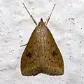 Udea ferrugalis