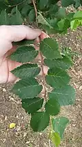 Leaves of same